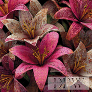 Lilix by theA.art with 230 colors