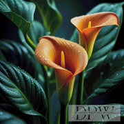 Casalla VendettaによるOrange Callas、180色展開