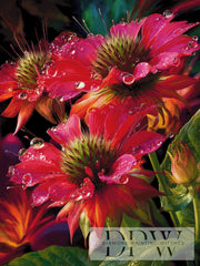 Monarda by Sunshine, mit 310 Farben