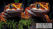 Geckosisters by theA.art with 250 colors