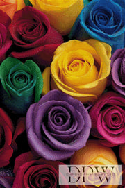 Bunte Rosen by theA.art mit 200 Farben