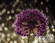 Allium by theA.art with 170 colors