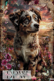 Vintage Australian Shepherd by ellufija with 260 colors