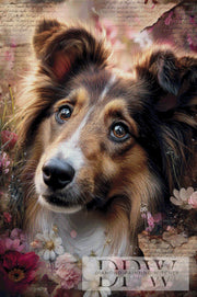 Collie by ellufija with 180 colors
