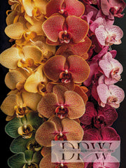 Butterfly Orchid by theA.art with 230 colors