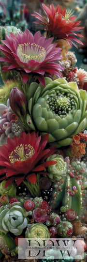 Succulents by QN with 270 colors